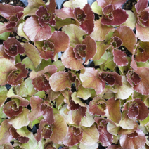 안산 플라워마트 적아삭이상추모종 6포기