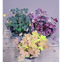 행복한꽃순이//휴면기 없는 사랑초(쿠퍼글로우자주/골드/플렁크레이지) 3종 묶음