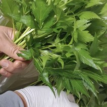 [건담농수산] 특품 당귀잎 당귀쌈 장아찌용 쌈용 싱싱향긋 당귀 500g 1kg, 당귀500g