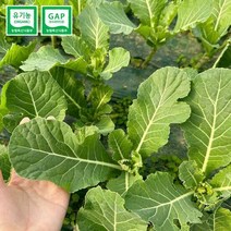 GAP 인증 저탄소 유기농 당일수확 모듬쌈채소 1kg, 단품