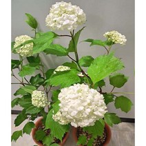 [이삽저삽]불두화 화분(키80cm내외/7치화분포함)수국백당나무의 개량종 다년생 탐스러운 꽃송이 조경수 정원수 공원수, 1개