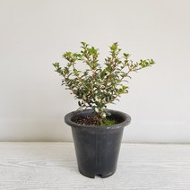 온누리농원 호랑가시 은목서