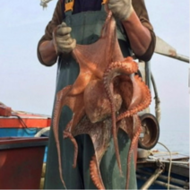 당일어획 고흥 자연산 돌문어 제수용 1KG, 급냉돌문어 1.5kg(1-2미), 1개