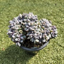 다육세상 다육이 큐빅금무지철화