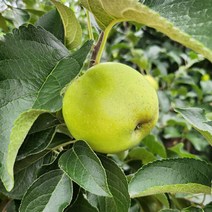 브랜드없음 [오늘신선] 경북 청송 시나노스위트 맛있는 사과 가정용 5kg(사이즈 랜덤 발송), 단품없음
