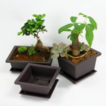 분재 화분 꽃 소나무 소사 해송 흑송 그릇 17X17