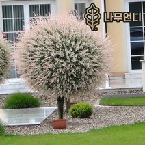 플라밍고 셀릭스 삼색버드나무 나무언니, 플라밍고 셀릭스 스탠다드형(단품)