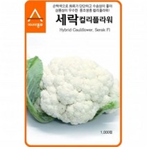 (컬리플라워씨앗종자) 컬리플라워-세락(2500립)
