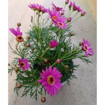 목마가렛 중품 야생화 진분홍꽃 실내식물 토분 풀잎이야기, 기본 플라스틱 포트