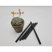 [이노아이코리아] 커피연필 5p (사은품-연필깎이), 4mm