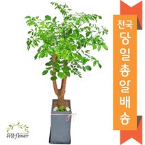 고급 대형화분 개업 축하 화분 전국 당일배송, 17. 인도고무나무