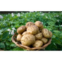 23년 정직한먹거리 감자 사이즈별 3kg 5kg 10kg, 5kg (상), 1개