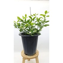 유주나무 향기나는 흰색꽃과 열매