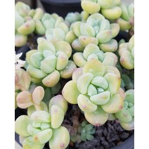 다육이식물 라울 화분 국민다육이 식물 키우기, A.22 천대전송
