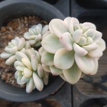 50가지 다육이 [ 취향저격 ], 23번-라울금