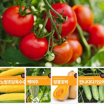 열매 채소 씨앗 모음 마이플랜트 강낭콩 와송 오이 호박 여주 고추 종자 베란다텃밭, 땅콩호박