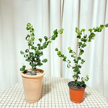 청년농부 바로크벤자민 이태리토분 벤자민 희귀식물 독특한식물 고무나무, 기본포트