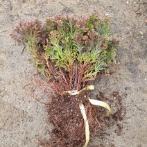 황금좀눈향 묘목 키15센티 (10주)