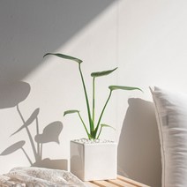 나루플랜트 실내 공기정화식물 화이트화분 공기청정 반려식물 인테리어식물, 1Ea, 몬스테라