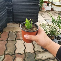 꽃백화점 생선뼈선인장 립살리스쇼우2~3촉 10~25cm 25