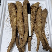 강원도 자연산 산더덕 깐더덕 500g 1000g 상 특, 산더덕 특 1000g