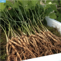 장성 새싹삼 100뿌리 엄마네농장