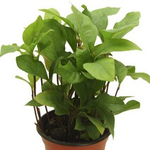 천량금-상록성식물/자금우/빨간열매/백량금/원예관목, 1개