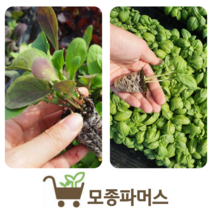 바질모종5개 루꼴라모종5개 (반반10개) 허브채소 (모종파머스)