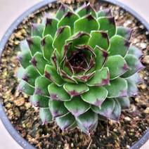 블랙탑 바위솔 월동다육 선별발송 분채배송 0215