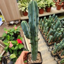 용심목 전자파차단 반려식물 02