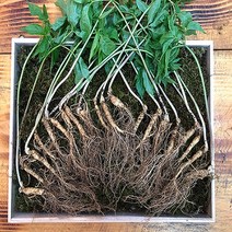 산양삼 5~6년근 10뿌리+10뿌리 선물 세트 산양산삼 자연산 수삼 산삼 새싹삼 장뇌삼, 루리 산삼, 7뿌리+7뿌리