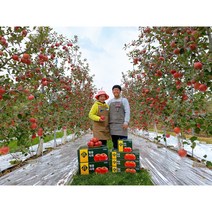 청송사과 경북사과 꿀사과 맛있는 사과 유명한곳 10kg 5kg, 10kg 소과(37~40과)