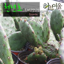 [허브여울선인장] 천년초(노지월동/손바닥선인장) 지름 9cm 다육 소품화분, 1개