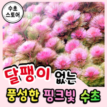 [수초스토어] 검역 레드 카붐바 5촉 / 구피 새우 어항 수초 쉬운 예쁜 은신처 중경 후경 초보 풍성한 흑사 붉은 무이탄 치어 베타 열대어