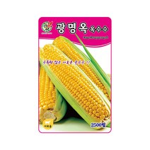 옥수수씨앗 광명옥옥수수 2500립 중만생종 사료용, 1개