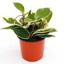 실내공기정화식물 120종 꽃 화분 미세먼지제거 아레카야자 해피트리 금전수, 모종포트, 호야, 1개