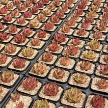 [메카다육]22-1030 루밍주니어(에케베리아)랜덤판매(화분포함) 다육식물