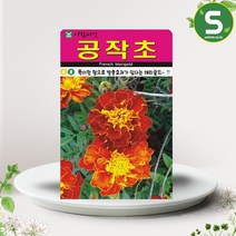 솔림텃밭몰 아람종묘 공작초씨앗 100립 공작초 꽃씨앗 방충효과 꽃씨