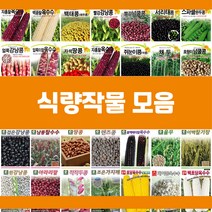 콩 옥수수 곡물 씨앗 모음, 25.팥, 1개