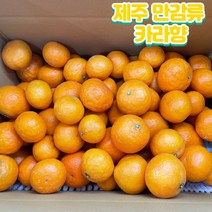 제주도 산지직송 고당도 카라향 가정용 만감류 3kg 5kg 10kg, 가정용 카라향 5KG, 1개