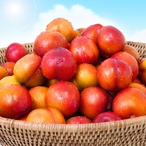 함초롬 새콤달콤 햇 자두 2kg(25-45과)