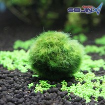 세진수족관 모스볼 [5cm]/모스볼키우기/마리모