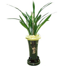 키가크고 잎이넓은 겨울 동양란 산천보세