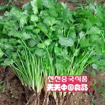 [천천중국식품] 싱싱한 고수 500g 샹차이, 1개