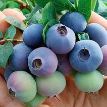 블루베리제철 생블루베리 블루베리농장 무농약블루베리 1kg, 로얄1kg