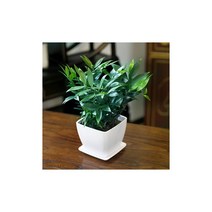 [관엽식물]죽백