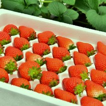 딸기 비타베리 맛있는 겨울 딸기선물 세트 800g 주문 당일 농장 수확, 600g