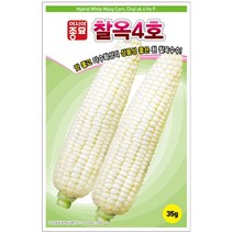 찰옥 4호 35g100립 흰 찰 옥수수 씨앗 이삭 크고 식미 우수 대립형 다수확 중만생종 텃밭 채소 키우기