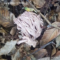 2023년 9월 첫 채취 대관령 자연산 참 싸리 버섯 예약 받습니다, 1팩, 1kg