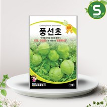 풍선초씨앗 10립 일년생 꽃씨앗 종자 관상용 풍선